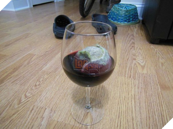 Cười đau bụng với 20+ khoảnh khắc ‘đáng đánh’ của chó mèo minh chứng cho câu nói: ‘nhất quỷ nhì ma, thứ 3… tụi nó!’ 18