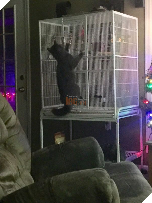 Cười đau bụng với 20+ khoảnh khắc ‘đáng đánh’ của chó mèo minh chứng cho câu nói: ‘nhất quỷ nhì ma, thứ 3… tụi nó!’ 9