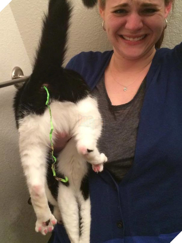 Cười đau bụng với 20+ khoảnh khắc ‘đáng đánh’ của chó mèo minh chứng cho câu nói: ‘nhất quỷ nhì ma, thứ 3… tụi nó!’ 25