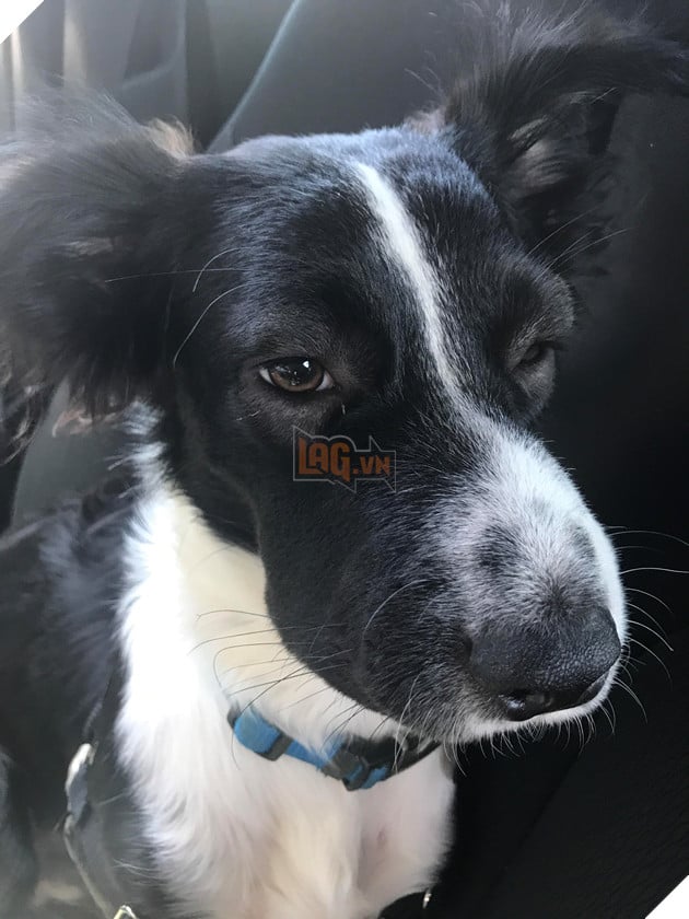 Chân dung 15 khuôn mặt đáng thương của hội nhà chó khi cà khịa với ong - Ảnh 10.