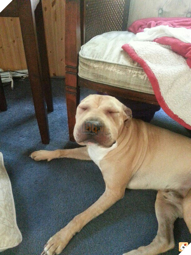 Chân dung 15 khuôn mặt đáng thương của hội nhà chó khi cà khịa với ong - Ảnh 14.