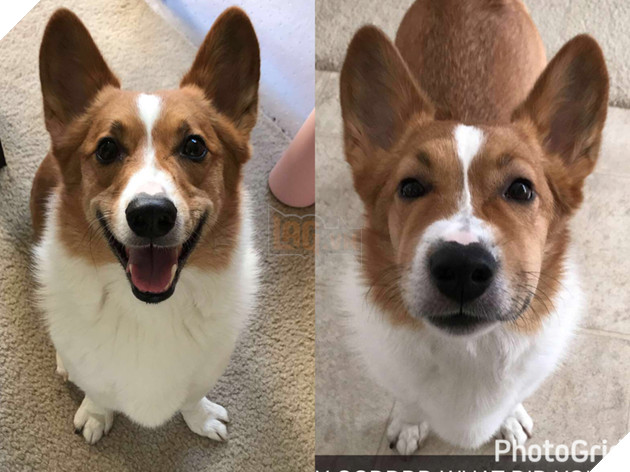 Chân dung 15 khuôn mặt đáng thương của hội nhà chó khi cà khịa với ong - Ảnh 28.