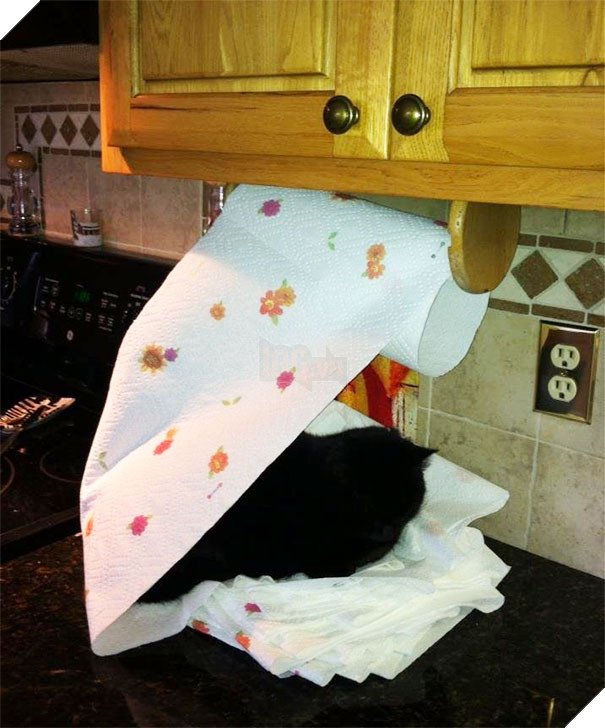 Cười đau bụng với 20+ khoảnh khắc ‘đáng đánh’ của chó mèo minh chứng cho câu nói: ‘nhất quỷ nhì ma, thứ 3… tụi nó!’ 7