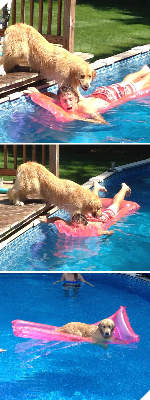 Cười đau bụng với 20+ khoảnh khắc ‘đáng đánh’ của chó mèo minh chứng cho câu nói: ‘nhất quỷ nhì ma, thứ 3… tụi nó!’ 4