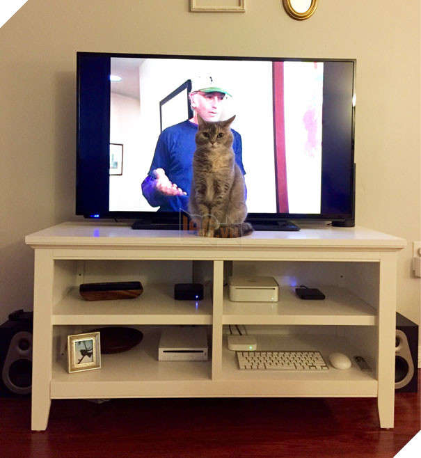 Cười đau bụng với 20+ khoảnh khắc ‘đáng đánh’ của chó mèo minh chứng cho câu nói: ‘nhất quỷ nhì ma, thứ 3… tụi nó!’ 16