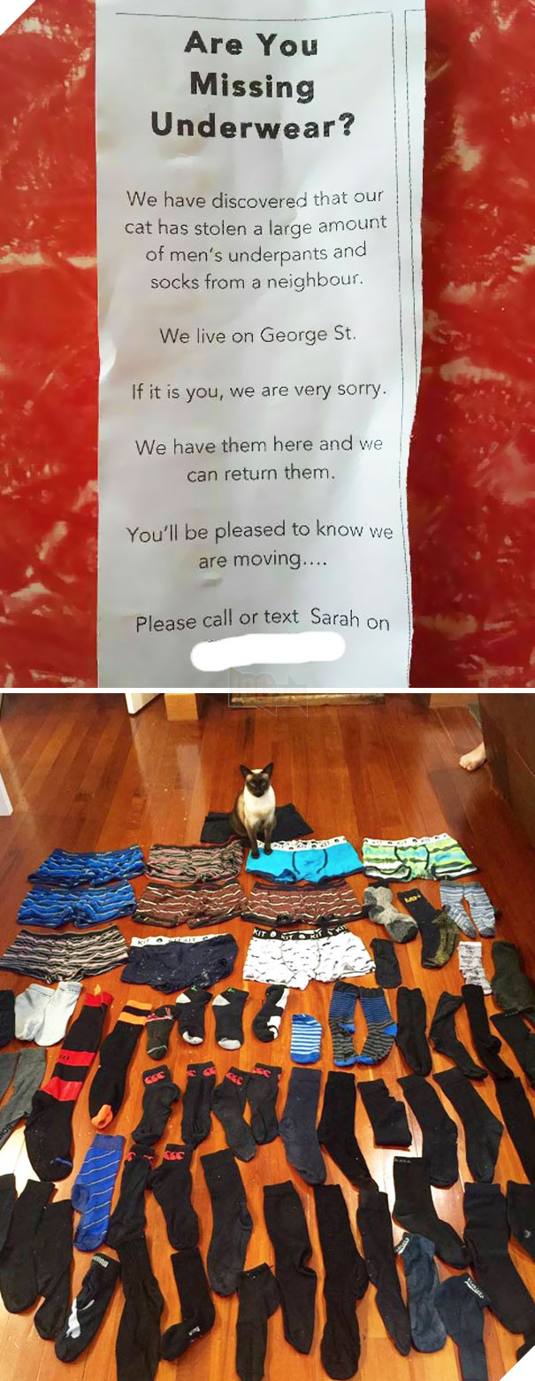 Cười đau bụng với 20+ khoảnh khắc ‘đáng đánh’ của chó mèo minh chứng cho câu nói: ‘nhất quỷ nhì ma, thứ 3… tụi nó!’