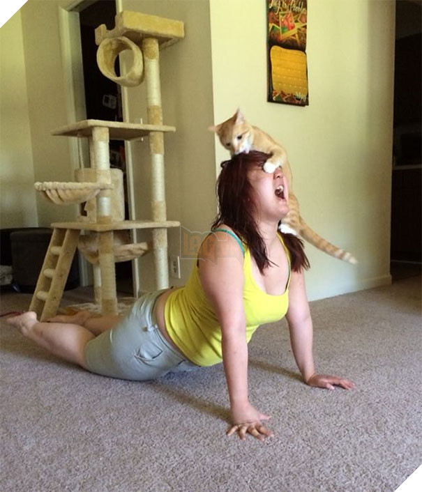 Cười đau bụng với 20+ khoảnh khắc ‘đáng đánh’ của chó mèo minh chứng cho câu nói: ‘nhất quỷ nhì ma, thứ 3… tụi nó!’ 30