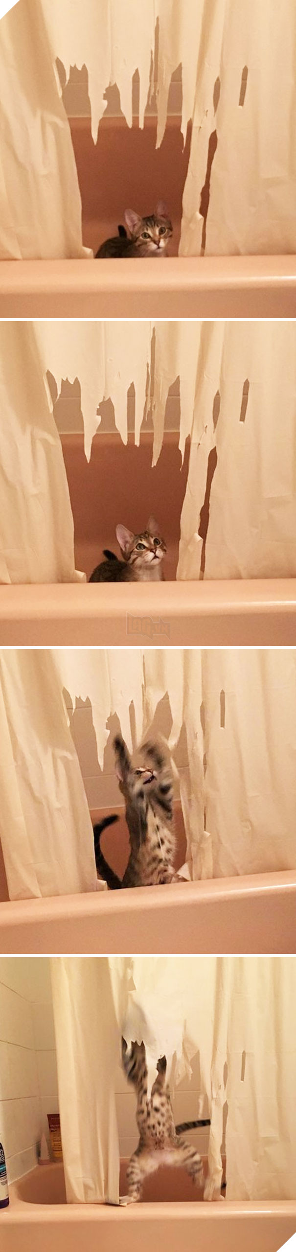 Cười đau bụng với 20+ khoảnh khắc ‘đáng đánh’ của chó mèo minh chứng cho câu nói: ‘nhất quỷ nhì ma, thứ 3… tụi nó!’ 3