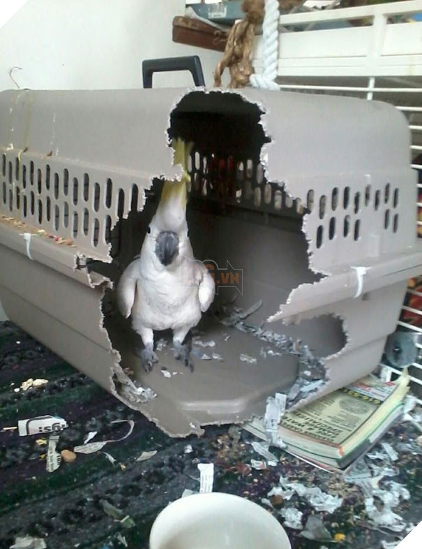 Cười đau bụng với 20+ khoảnh khắc ‘đáng đánh’ của chó mèo minh chứng cho câu nói: ‘nhất quỷ nhì ma, thứ 3… tụi nó!’ 12