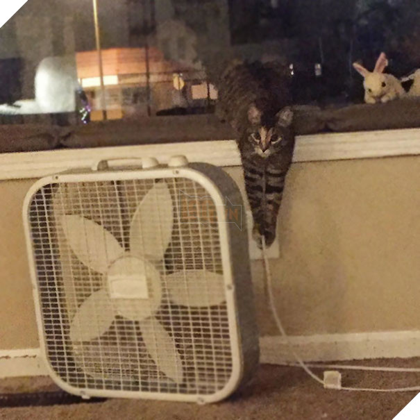 Cười đau bụng với 20+ khoảnh khắc ‘đáng đánh’ của chó mèo minh chứng cho câu nói: ‘nhất quỷ nhì ma, thứ 3… tụi nó!’ 8