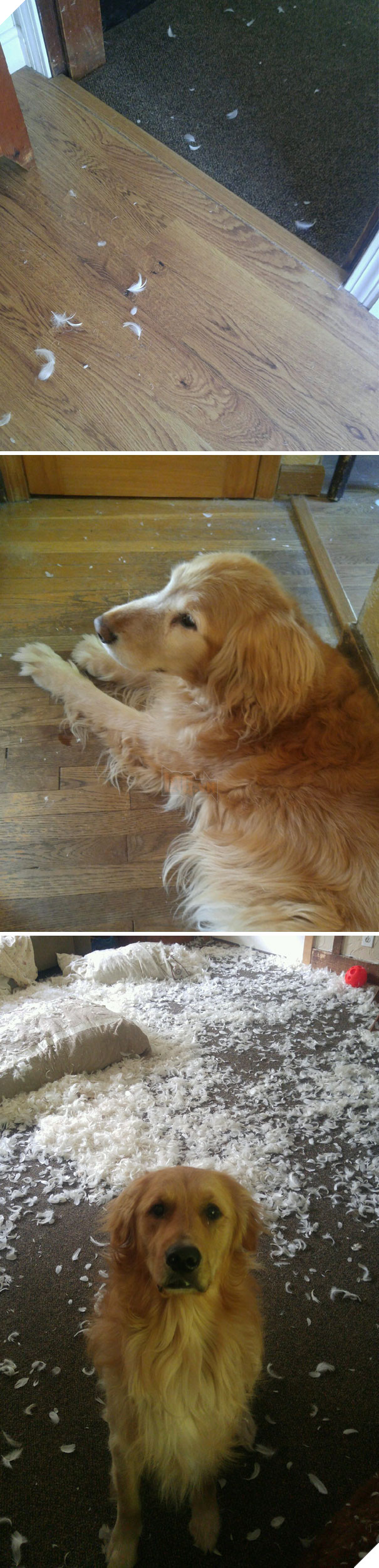 Cười đau bụng với 20+ khoảnh khắc ‘đáng đánh’ của chó mèo minh chứng cho câu nói: ‘nhất quỷ nhì ma, thứ 3… tụi nó!’ 26