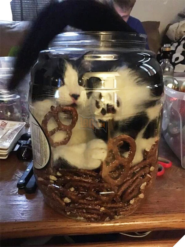 Cười đau bụng với 20+ khoảnh khắc ‘đáng đánh’ của chó mèo minh chứng cho câu nói: ‘nhất quỷ nhì ma, thứ 3… tụi nó!’ 15