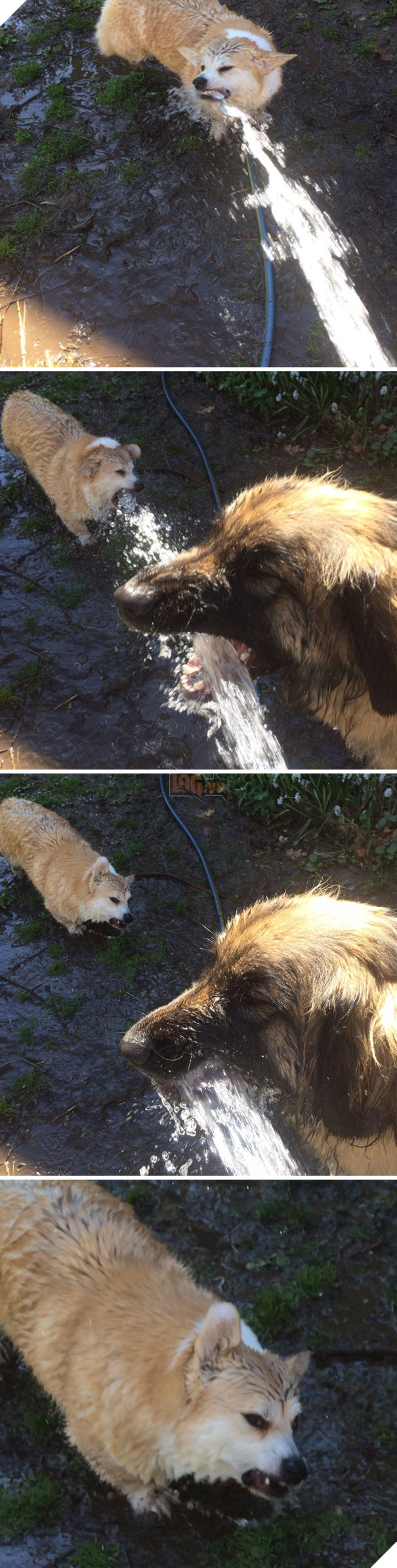 Cười đau bụng với 20+ khoảnh khắc ‘đáng đánh’ của chó mèo minh chứng cho câu nói: ‘nhất quỷ nhì ma, thứ 3… tụi nó!’ 6