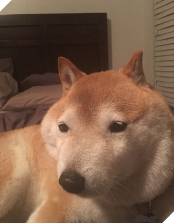 Chân dung 15 khuôn mặt đáng thương của hội nhà chó khi cà khịa với ong - Ảnh 1.