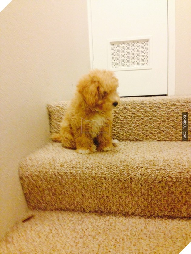 Cười nghiêng ngả với 13 chú cún chân ngắn tũn mà học lên xuống cầu thang 2