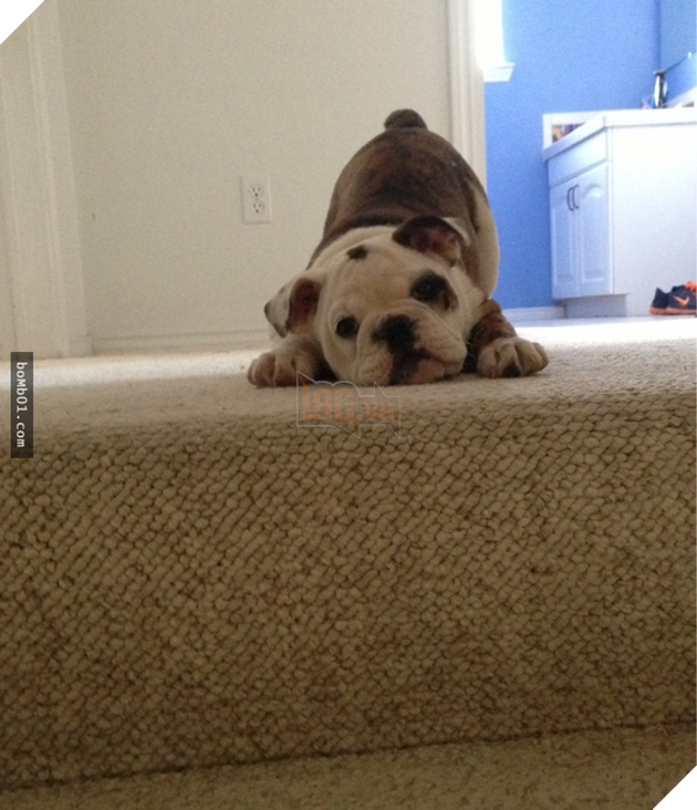 Cười nghiêng ngả với 13 chú cún chân ngắn tũn mà học lên xuống cầu thang 5