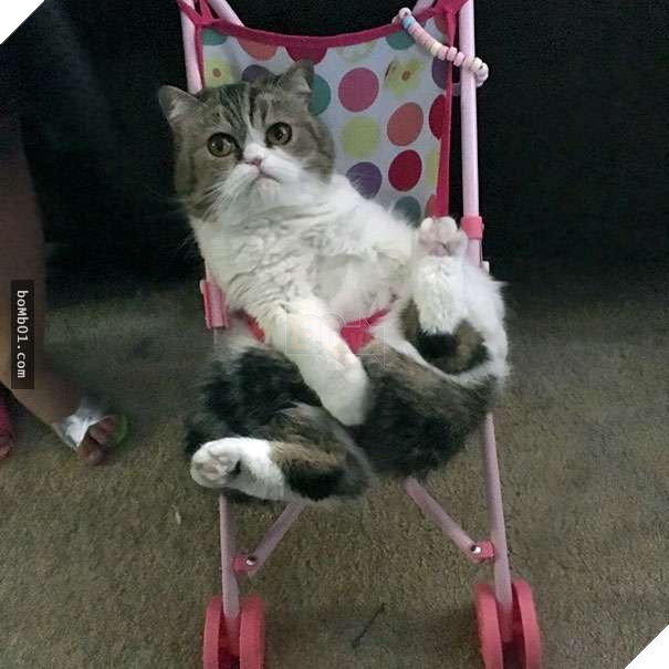 Cười đau bụng với 20+ bằng chứng cho thấy đừng bao giờ giao thú cưng cho trẻ, dù chỉ một lần!