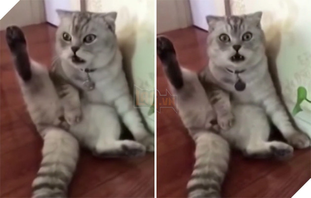 Phát hiện mình đã bị biến thành công công, anh giai mèo đực mặt ra như mất sổ gạo - Ảnh 2.