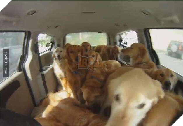 Chủ nhân nuôi đàn chó vàng 13 con, đau đầu không biết làm sao để tắm cho chúng, cuối cùng nghĩ ra 1 cách siêu tiện lợi 2