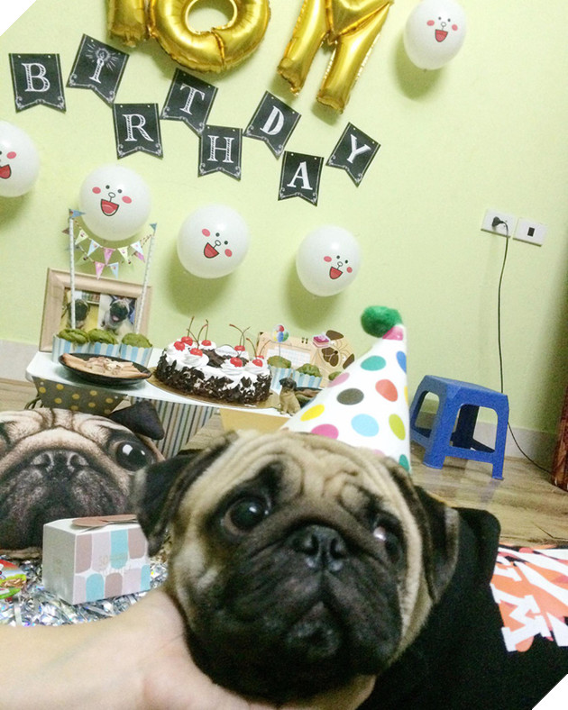 Em c&#250;n t&#234;n Tom 2 tuổi v&#224; tiệc mừng sinh nhật cực ho&#224;nh tr&#225;ng, c&#242;n mời cả bạn b&#232; tới chơi - Ảnh 3.