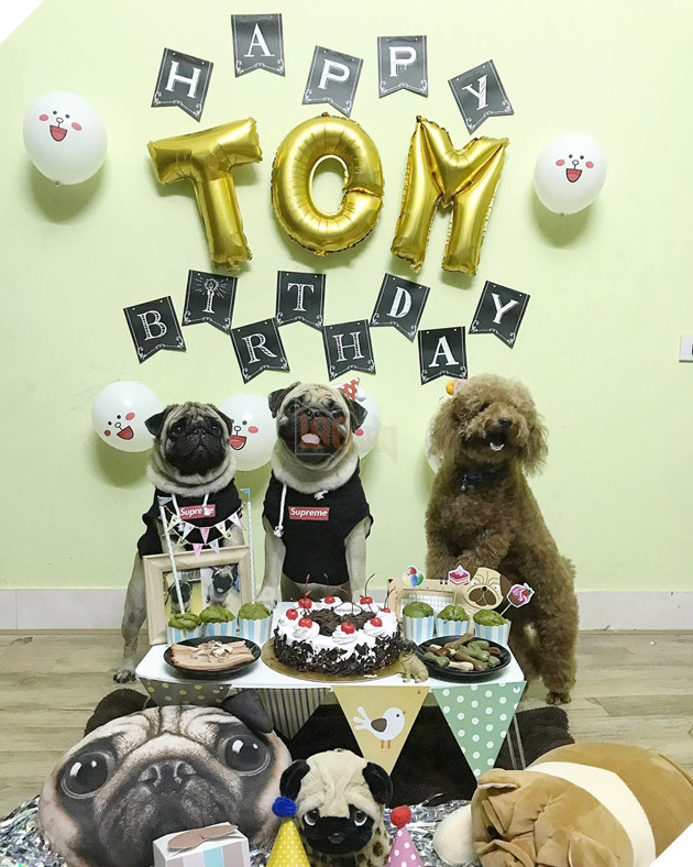 Em cún tên Tom 2 tuổi và tiệc mừng sinh nhật cực hoành tráng, còn mời cả bạn bè tới chơi - Ảnh 1.