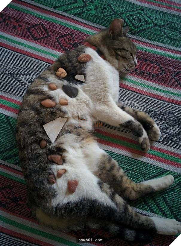 Cười đau bụng với 20+ bằng chứng cho thấy đừng bao giờ giao thú cưng cho trẻ, dù chỉ một lần! 25