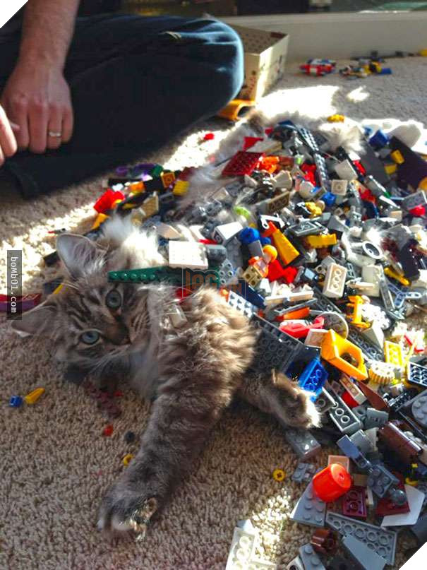 Cười đau bụng với 20+ bằng chứng cho thấy đừng bao giờ giao thú cưng cho trẻ, dù chỉ một lần! 23