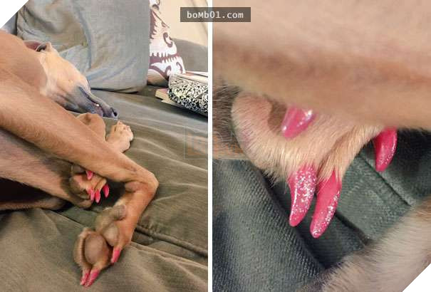 Cười đau bụng với 20+ bằng chứng cho thấy đừng bao giờ giao thú cưng cho trẻ, dù chỉ một lần! 6