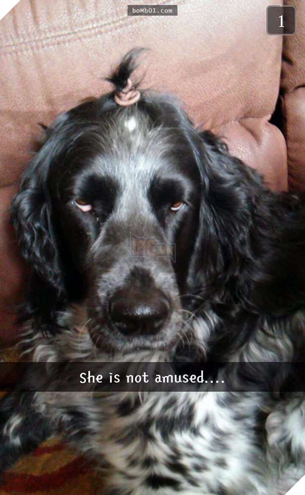 Cười đau bụng với 20+ bằng chứng cho thấy đừng bao giờ giao thú cưng cho trẻ, dù chỉ một lần! 18