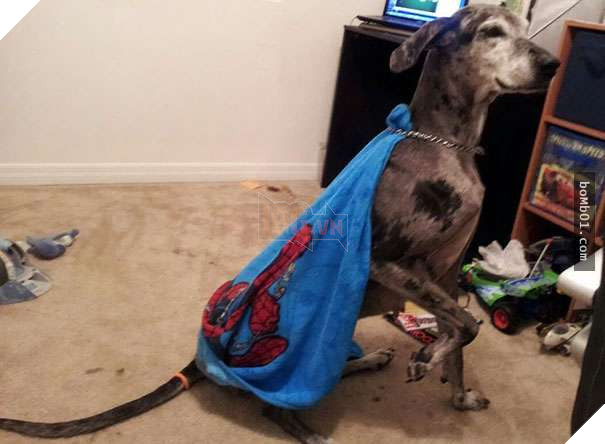 Cười đau bụng với 20+ bằng chứng cho thấy đừng bao giờ giao thú cưng cho trẻ, dù chỉ một lần! 14