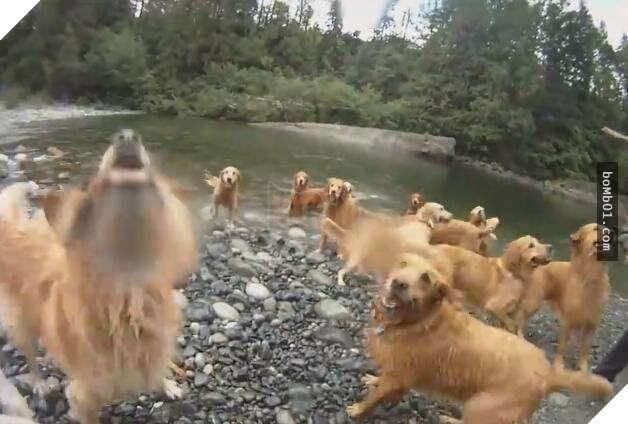 Chủ nhân nuôi đàn chó vàng 13 con, đau đầu không biết làm sao để tắm cho chúng, cuối cùng nghĩ ra 1 cách siêu tiện lợi 5