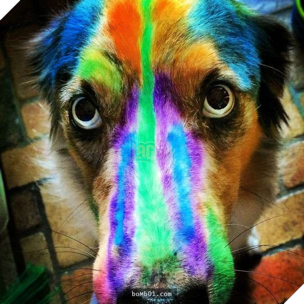 Cười đau bụng với 20+ bằng chứng cho thấy đừng bao giờ giao thú cưng cho trẻ, dù chỉ một lần! 5