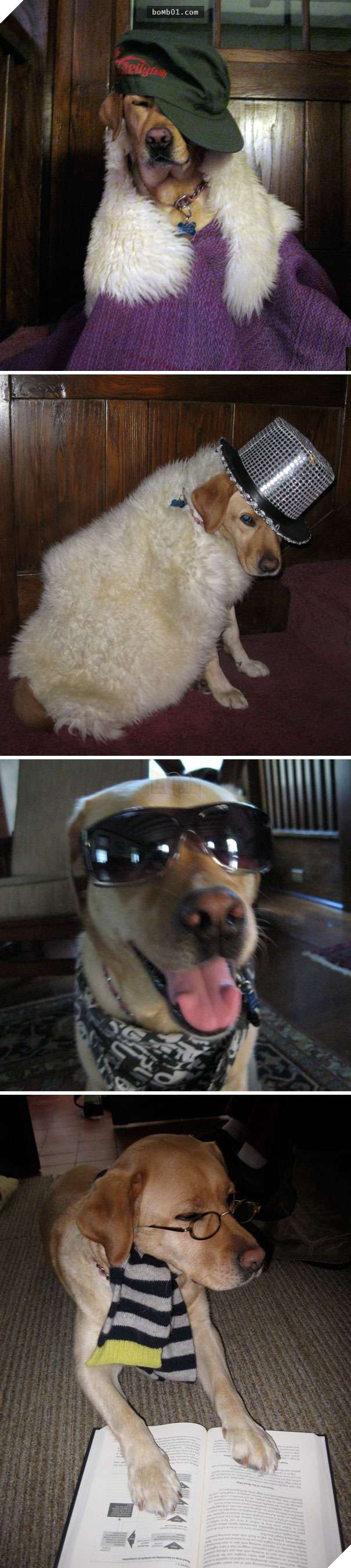 Cười đau bụng với 20+ bằng chứng cho thấy đừng bao giờ giao thú cưng cho trẻ, dù chỉ một lần! 10