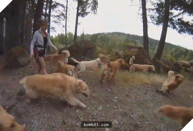 Chủ nhân nuôi đàn chó vàng 13 con, đau đầu không biết làm sao để tắm cho chúng, cuối cùng nghĩ ra 1 cách siêu tiện lợi 4