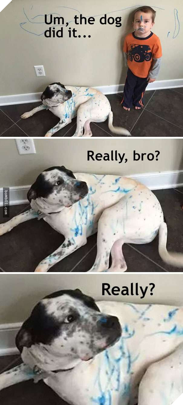 Cười đau bụng với 20+ bằng chứng cho thấy đừng bao giờ giao thú cưng cho trẻ, dù chỉ một lần! 16