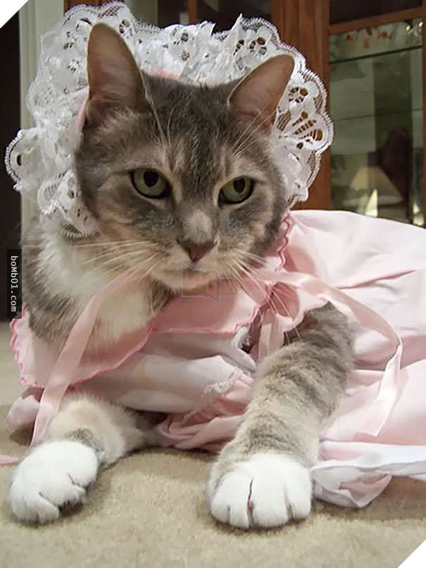 Cười đau bụng với 20+ bằng chứng cho thấy đừng bao giờ giao thú cưng cho trẻ, dù chỉ một lần! 13