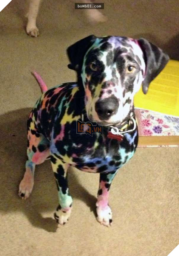 Cười đau bụng với 20+ bằng chứng cho thấy đừng bao giờ giao thú cưng cho trẻ, dù chỉ một lần! 4