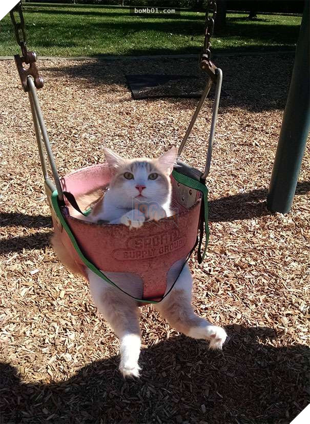 Cười đau bụng với 20+ bằng chứng cho thấy đừng bao giờ giao thú cưng cho trẻ, dù chỉ một lần! 24