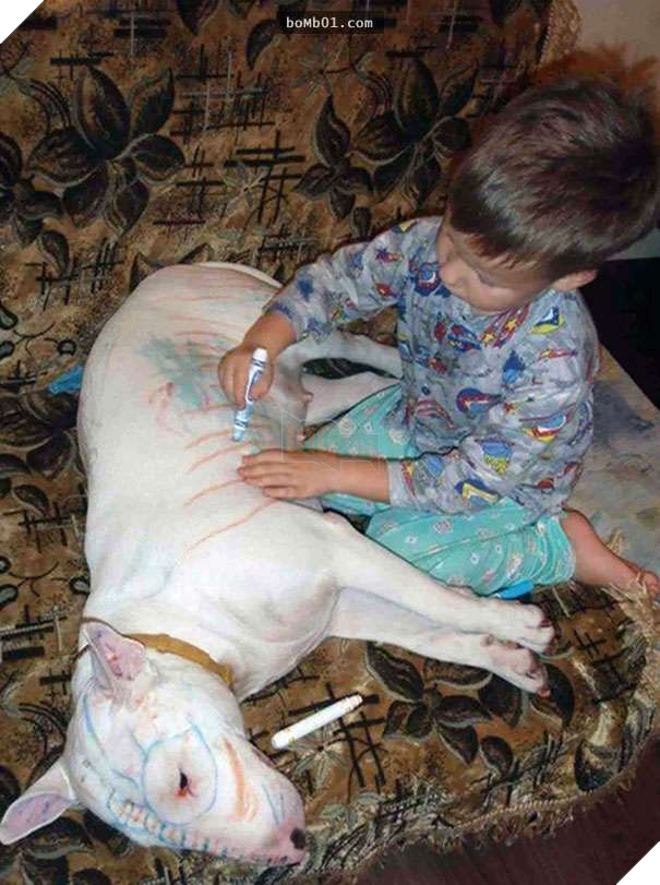 Cười đau bụng với 20+ bằng chứng cho thấy đừng bao giờ giao thú cưng cho trẻ, dù chỉ một lần! 8