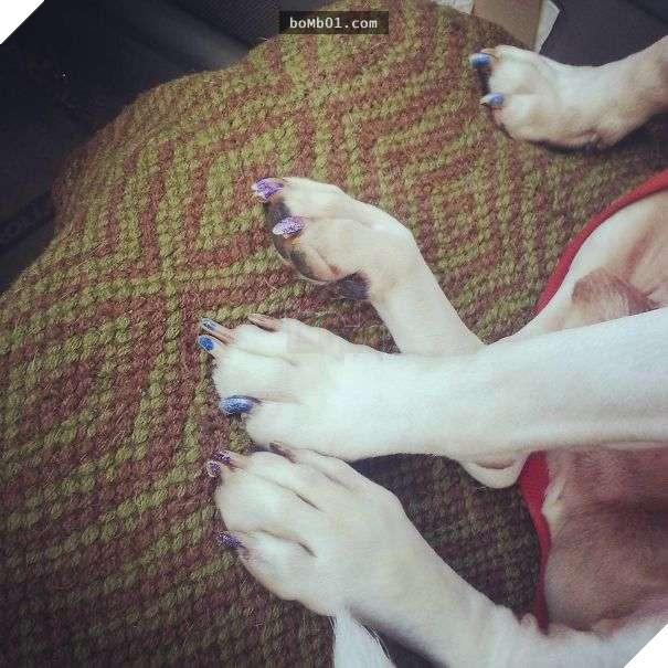 Cười đau bụng với 20+ bằng chứng cho thấy đừng bao giờ giao thú cưng cho trẻ, dù chỉ một lần! 7