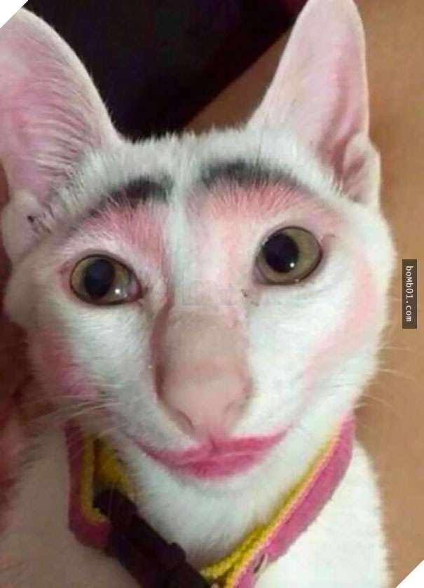 Cười đau bụng với 20+ bằng chứng cho thấy đừng bao giờ giao thú cưng cho trẻ, dù chỉ một lần! 17