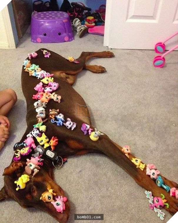 Cười đau bụng với 20+ bằng chứng cho thấy đừng bao giờ giao thú cưng cho trẻ, dù chỉ một lần! 22