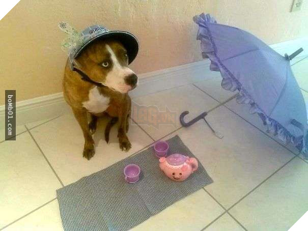 Cười đau bụng với 20+ bằng chứng cho thấy đừng bao giờ giao thú cưng cho trẻ, dù chỉ một lần! 9