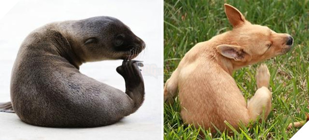 Buồn cười với những chú hải cẩu hành động không khác gì lũ cún 5