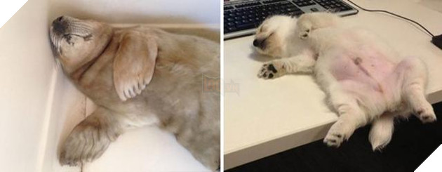 Buồn cười với những chú hải cẩu hành động không khác gì lũ cún