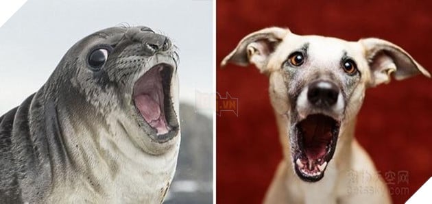 Buồn cười với những chú hải cẩu hành động không khác gì lũ cún 6