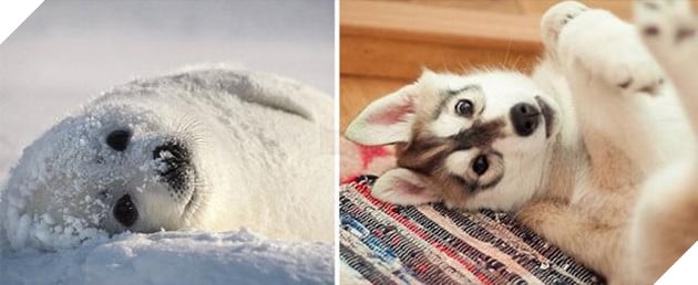 Buồn cười với những chú hải cẩu hành động không khác gì lũ cún 7