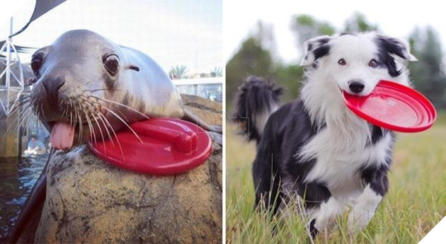 Buồn cười với những chú hải cẩu hành động không khác gì lũ cún 2
