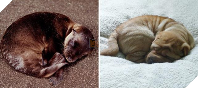 Buồn cười với những chú hải cẩu hành động không khác gì lũ cún 8