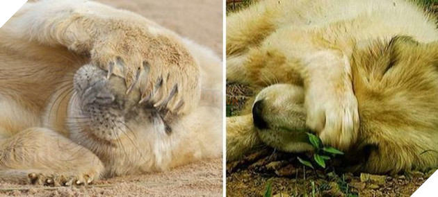 Buồn cười với những chú hải cẩu hành động không khác gì lũ cún 3